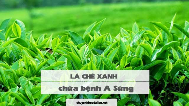 lá chè xanh chữa á sừng