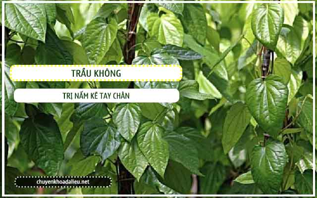 Lá trầu không trị nấm kẽ chân tay tại nhà hiệu quả