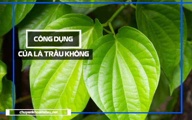 Công dụng chữa viêm da cơ địa của lá trầu không