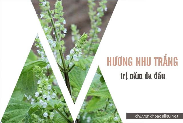 chữa nấm da đầu bằng cây hương như trắng