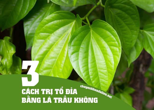 chữa bệnh tổ đỉa bằng lá trầu không