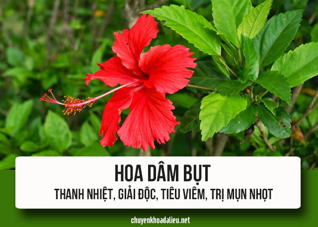 trị mụn nhọt ở mông bằng hoa dâm bụt