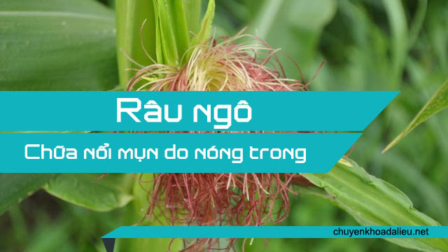 Trà râu ngô giúp chữa mụn do nóng trong