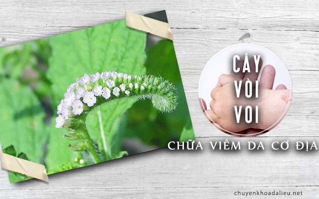 cây vòi voi chữa viêm da cơ địa