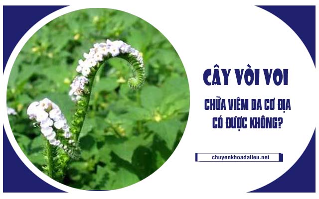 thực hư cách chữa viêm da cơ địa bằng cây vòi voi