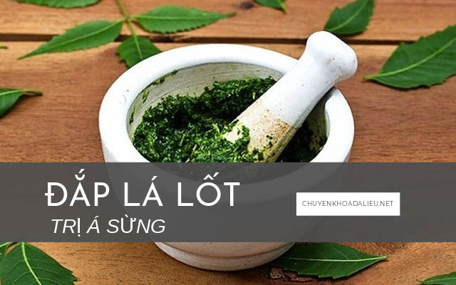 đắp lá lốt trị á sừng