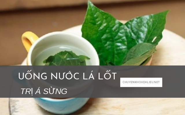 uống lá lốt trị á sừng