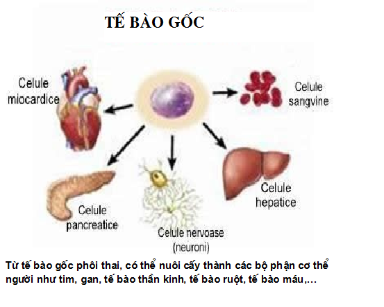 phuong-phap-tri-nam-da-bang-te-bao-goc1