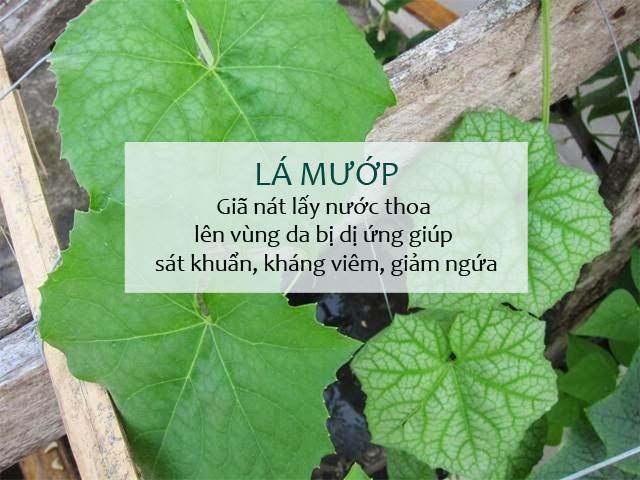 Chữa dị ứng tại nhà bằng lá mướp