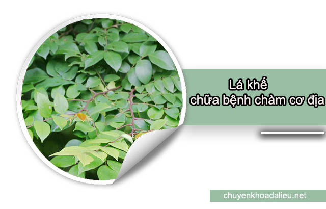 Cách chữa bệnh chàm cơ địa bằng lá khế