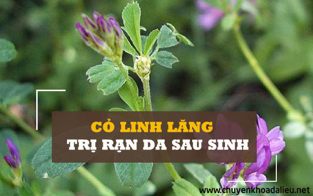 cách trị rạn da sau sinh bằng cỏ linh lăng