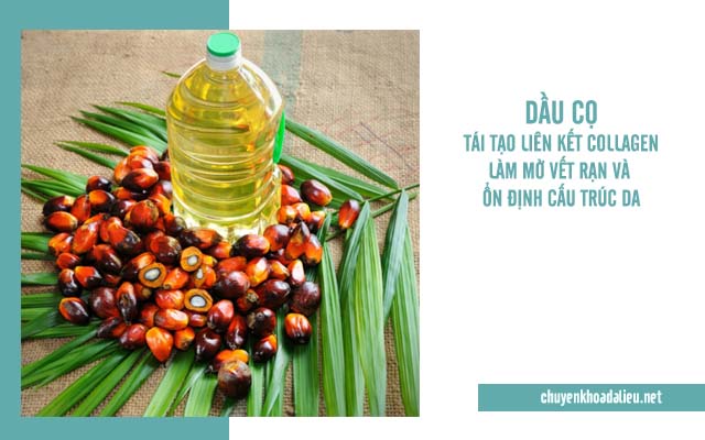 Chữa rạn da lâu năm bằng dầu cọ