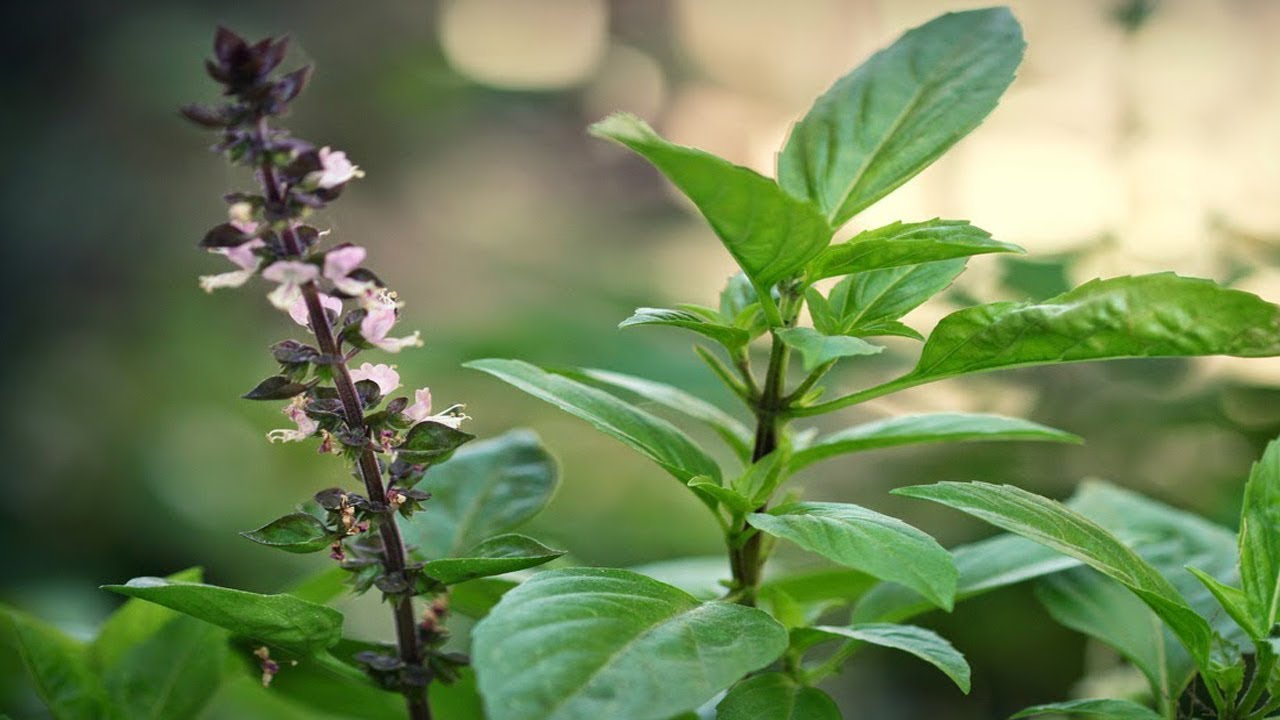 chữa mề đay ngay tại nhà