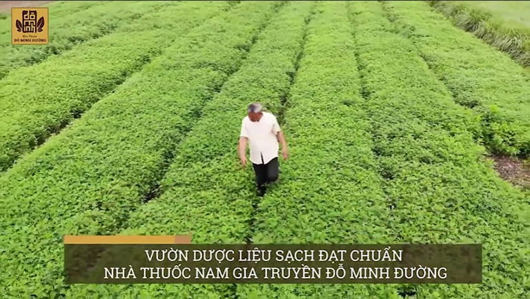 Vườn dược liệu chuyên canh do chính Đỗ Minh Đường phát triển